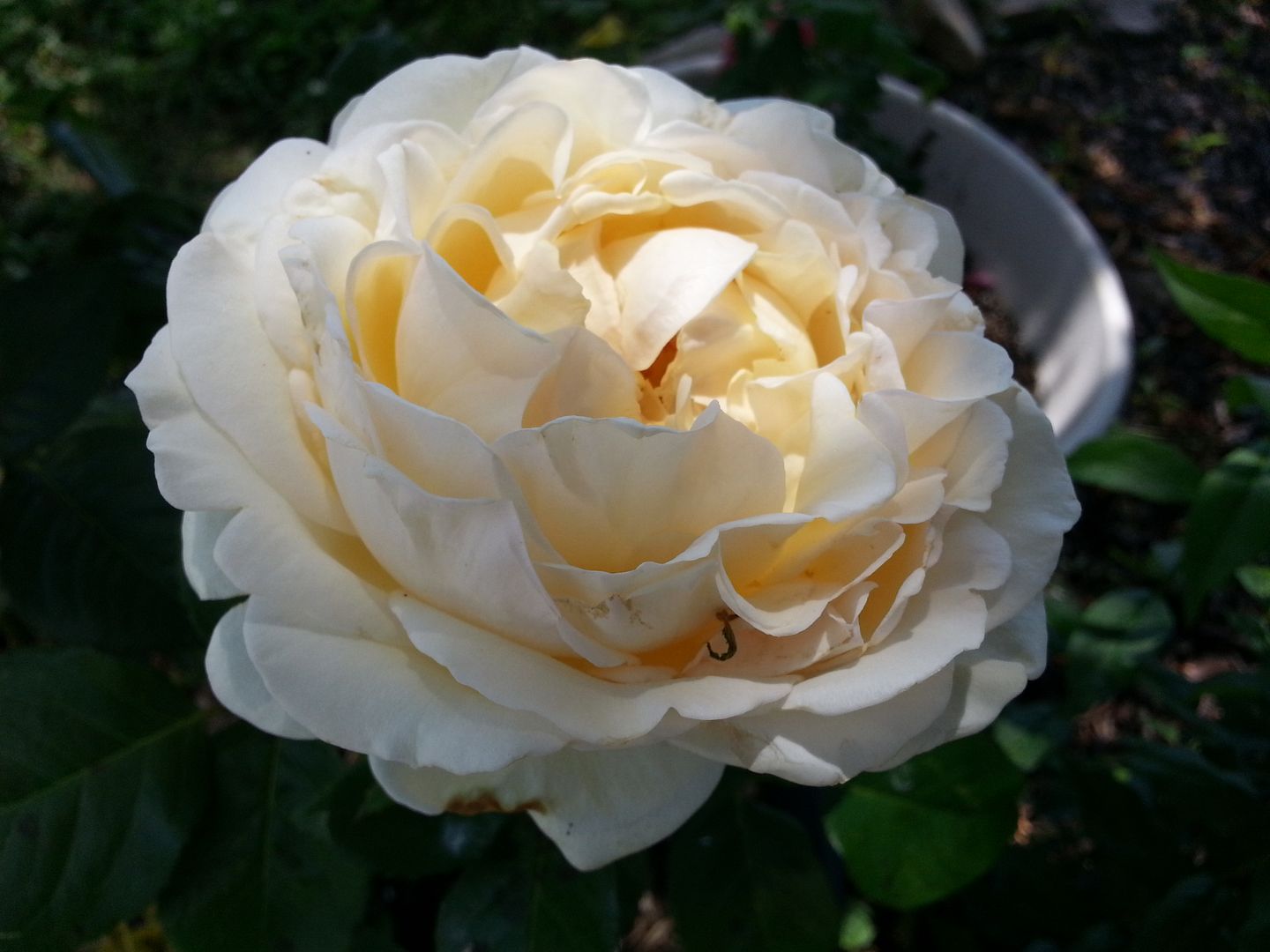 classic woman photo 20130601_135539_zps8bf91472.jpg